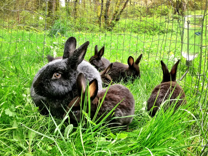 Rabbits Are the Foundation for Raising Animals Again